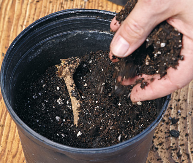 planting-dahlia-tuber-in-pot-starting-dahlia-tubers-indoors: Place the dahlia tuber as close to horizontal in the pot as you can.