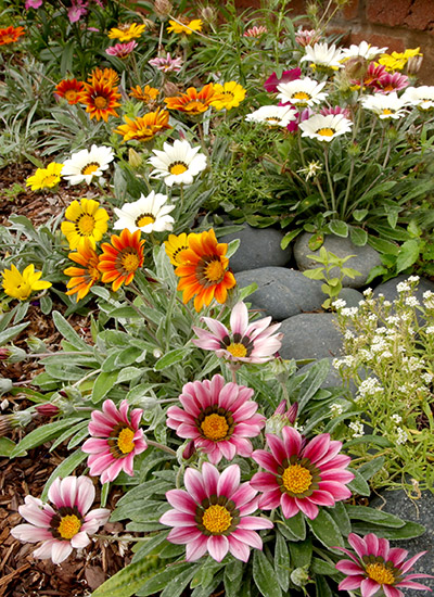 Gazania (Gazania hybrids)