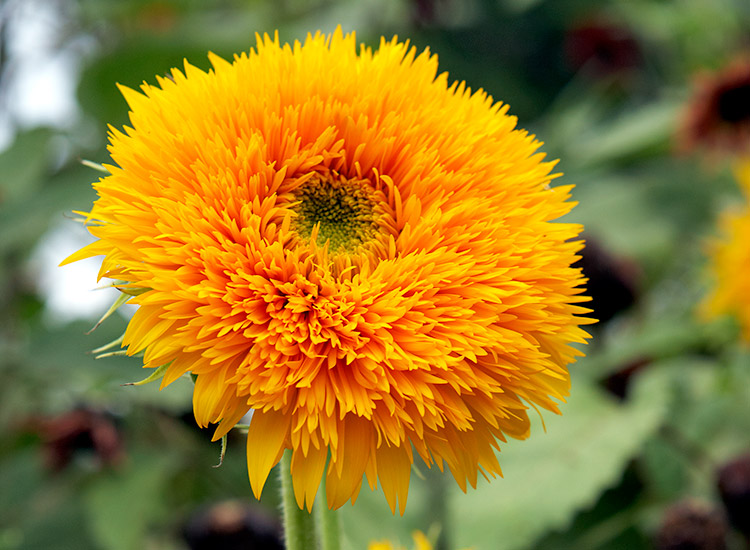 7-sunflower-varieties-for-your-garden-Honey-Bear: The double golden flowers on this ‘Honey Bear’ sunflower almost look fuzzy!