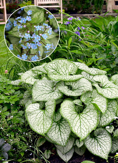 Brunnera (Brunnera spp. and hybrids)