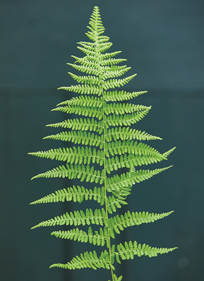 Hay-scented fern (Dennstaedtia punctilobula)