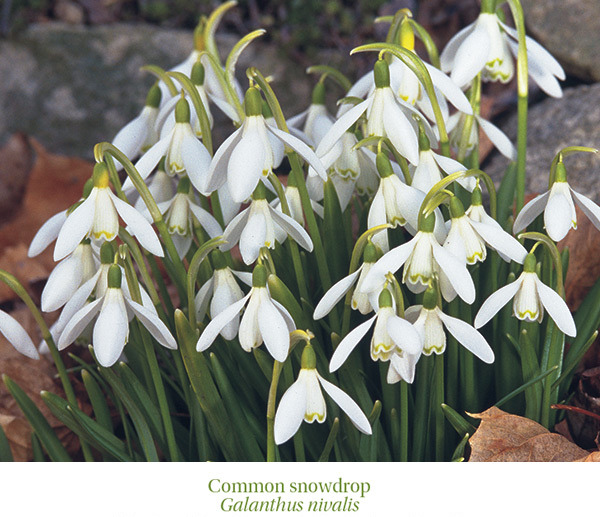 Common Snowdrop by Garden gate magazine