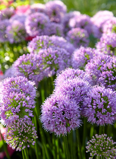 Allium (Allium lusitanicum ‘Summer Beauty’)