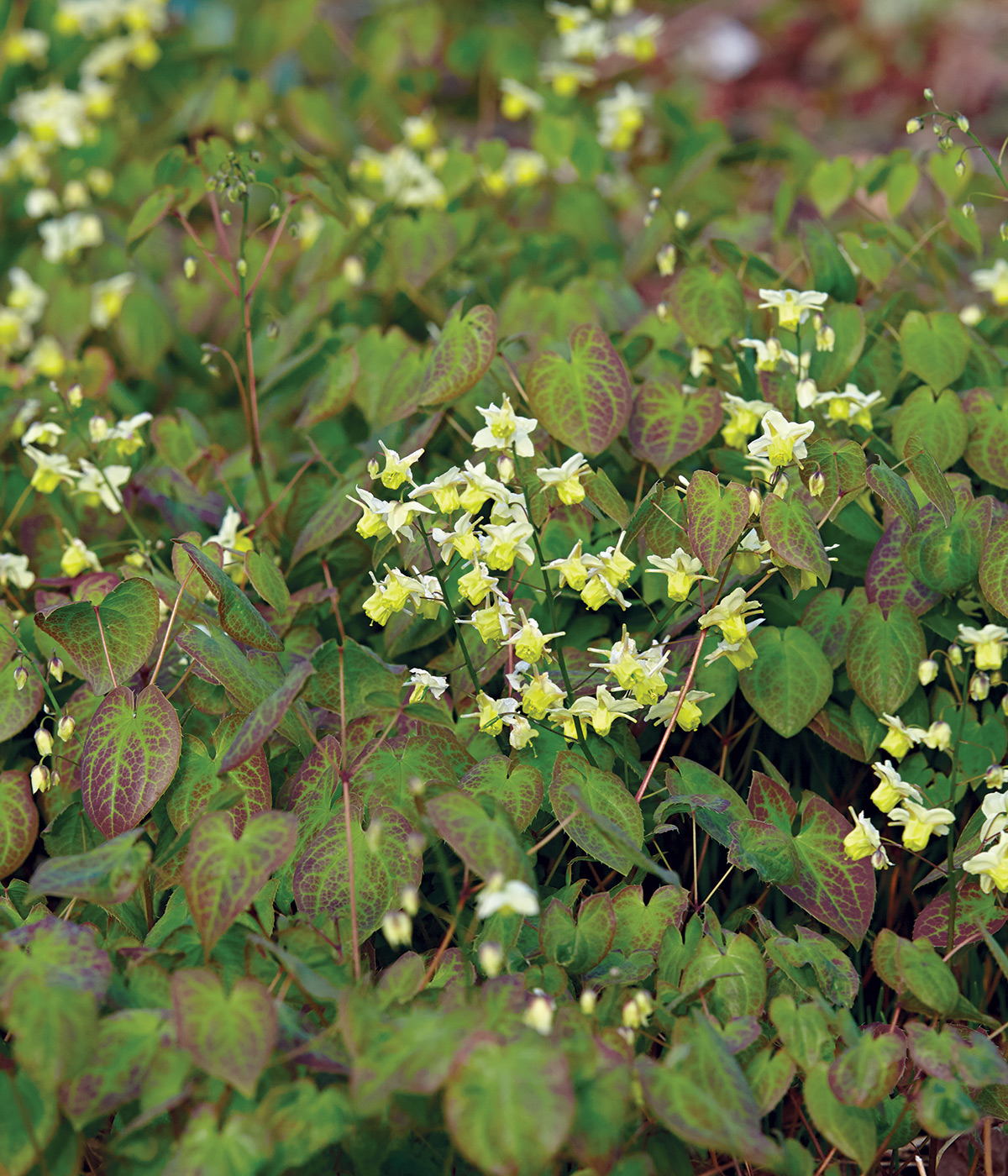 Sulphureum epimedium