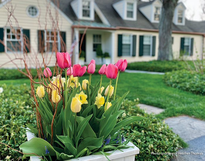 Spring-blooming container with tulips and daffodils: Extend the flower show by combining long-lasting spring bulbs, such as daffodils and grape hyacinths, with tulips that bloom early in the spring and late in the season.