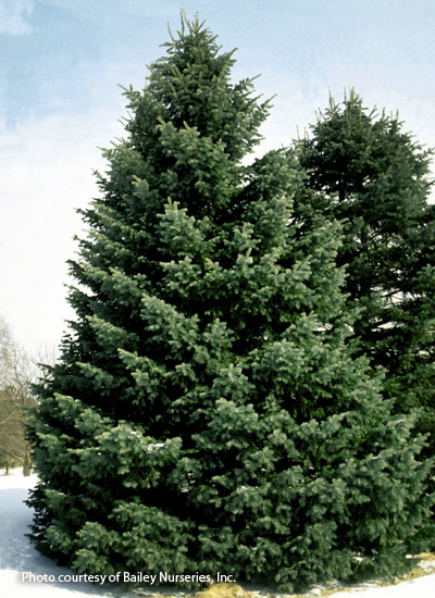 Concolor fir (Abies concolor)