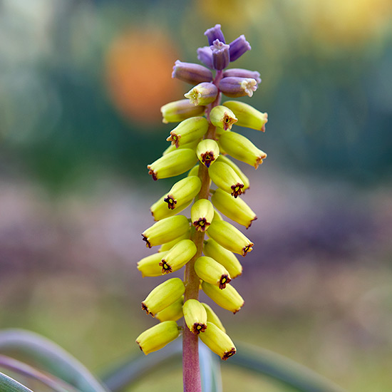 ‘Golden Fragrance’ Grape hyacinth (Muscari macrocarpum) 