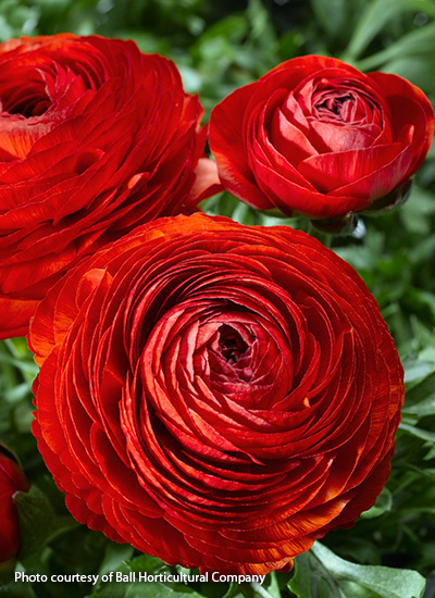 Mache Red ranunculus (Ranunculus hybrid)