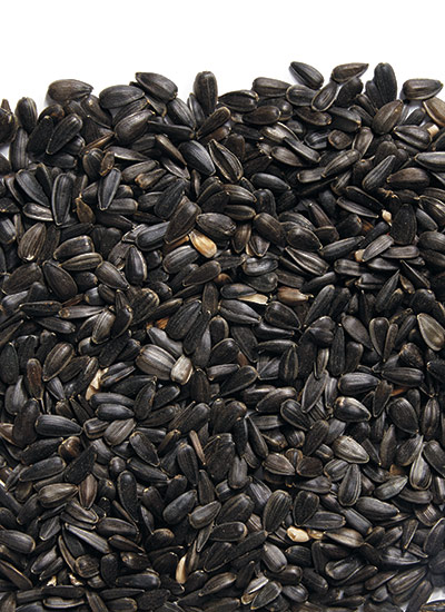 Black-oil sunflower seeds