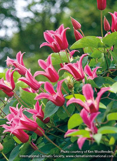 'Princess Diana’  clematis (Clematis hybrid)