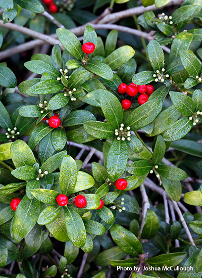 Japanese skimmia (Skimmia japonica)