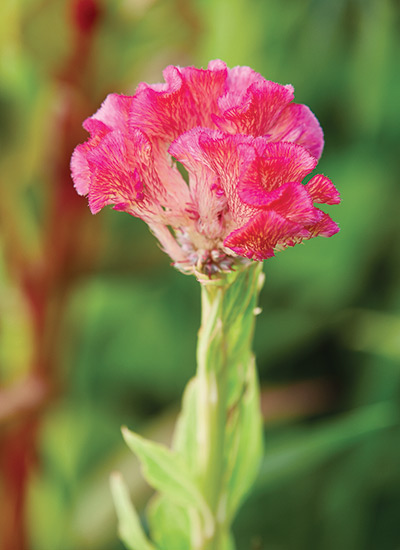 ‘Chief Rose’ celosia (Celosia argentea cristata)