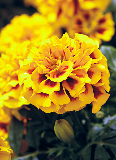 French marigold (Tagetes patula)