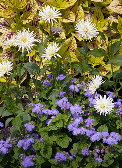 Low-growing dahlias 