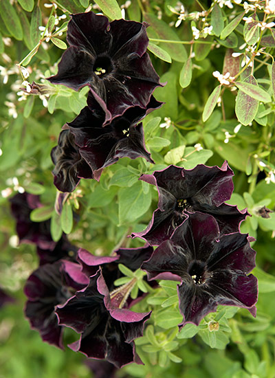 fp-d-black-flowers-foliage-Petunia: Black velvet petunia has dark purple almost black blooms.