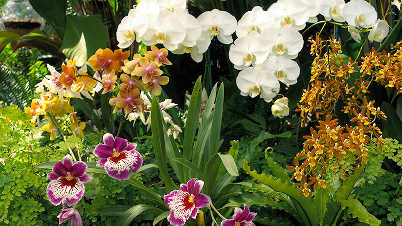 Plants with Red Flowers & Foliage