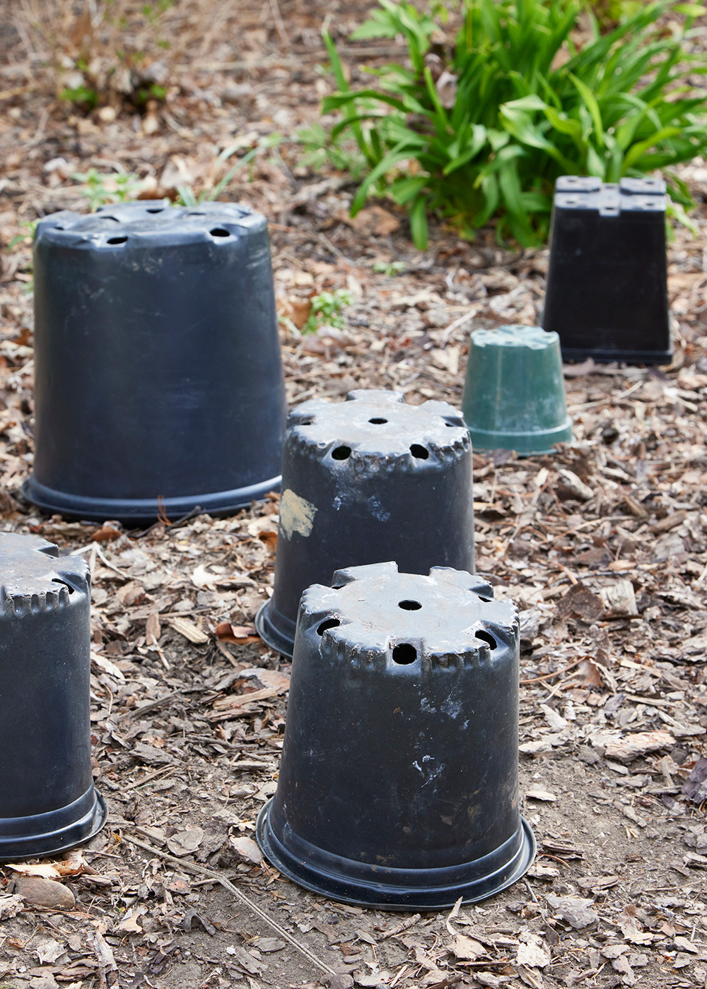 mulch-hack-nursery-pots-pre-mulch: Try this simple trick that reuses nursery pots in the garden.
