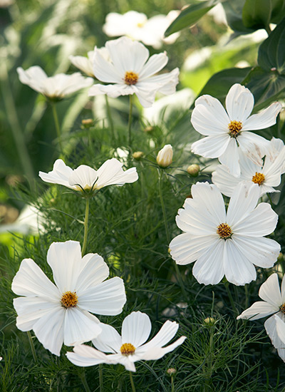 Sonata White tall cosmos (Cosmos bipinnatus)