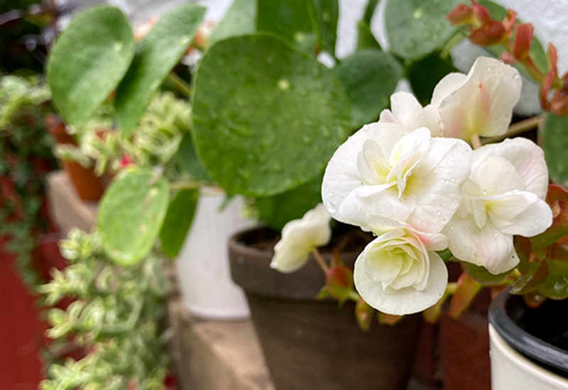 close up of begonia: I set some other shade-loving annuals in pots next to my houseplants to add some color, variety and to tie this scene in with the rest of the surroudning garden.