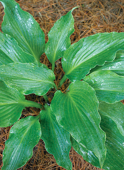 ‘Cutting Edge’ hosta