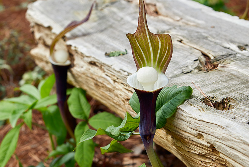 Japanese cobra lily: This unique flower is found in early spring in woodlands.