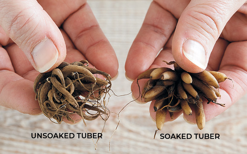 Soaked vs. unsoaked ranunculus tubers: Just an hour in a bowl of tap water above and you can see how plump the tuber at right is. The soaked ones tend to sprout first but the unsoaked ones eventually catch up