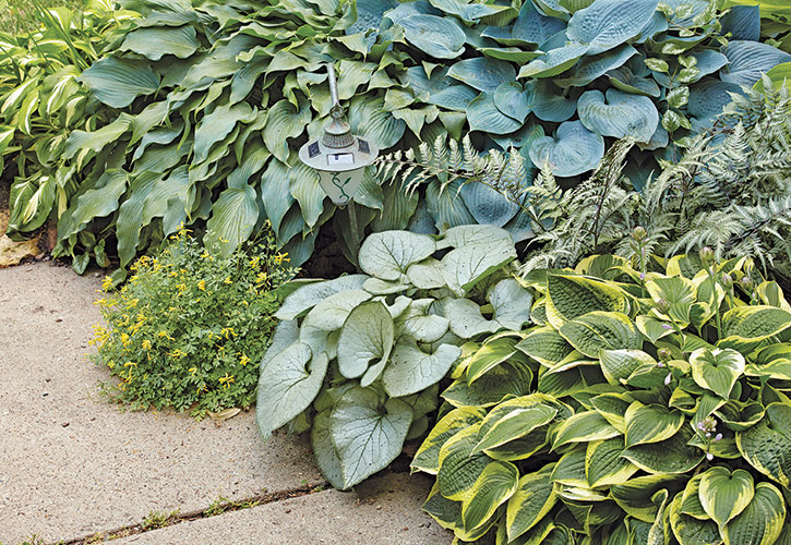 Hosta and ferns planted closely in a garden border: Planting perennials closely will help keep weeds down in garden borders.