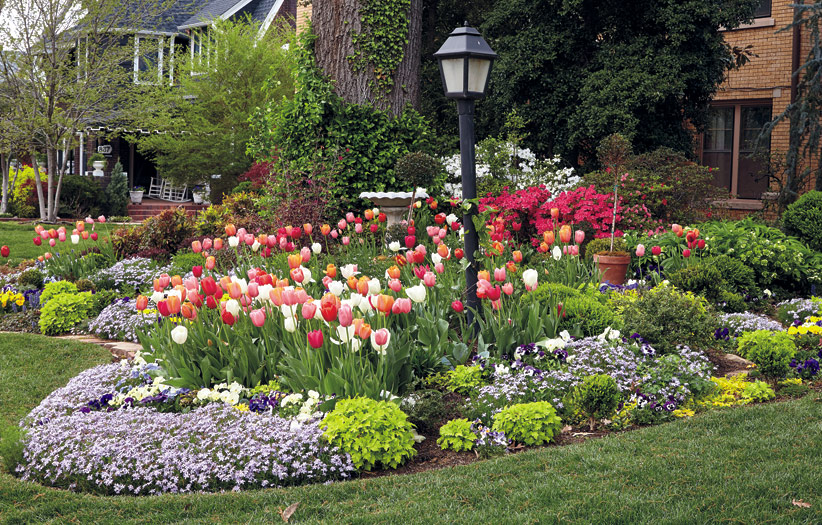 Spring garden bed full of tulips: Bright colored tulips are accented by low-growing purple moss phlox in this front garden bed.