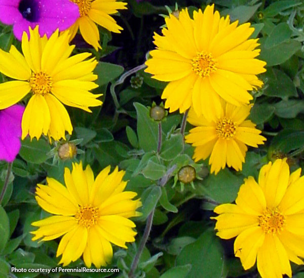 Coreopsis (Coreopsis pubescens ‘Sunshine Superman’)