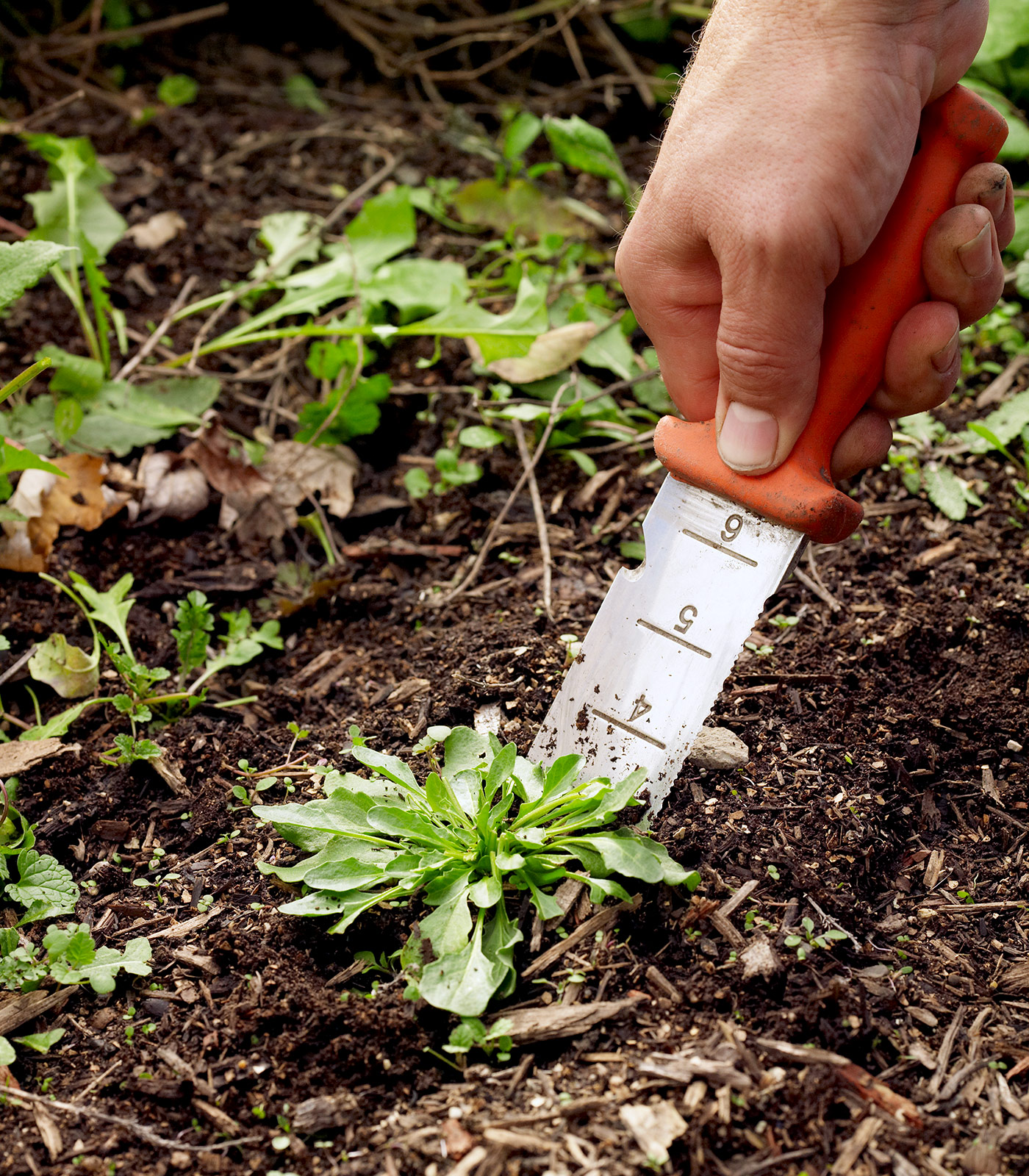 Soil knife with inches marked in blade: Scored measurements help you dig the right depth or gauge spacing.