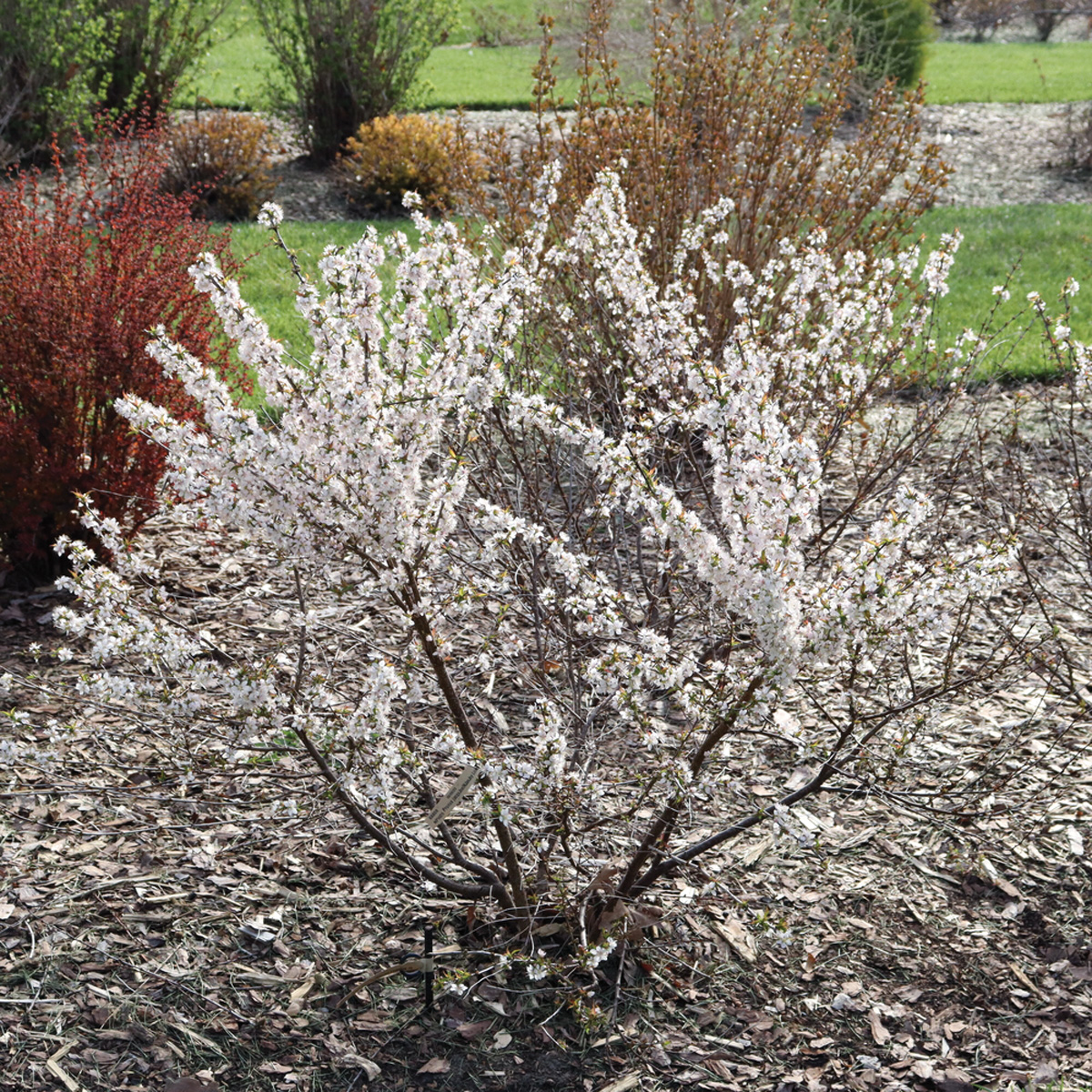 Easy As Pie bush cherry courtesy Spring Meadow: For beauty and tart red cherries, try new Easy As Pie bush cherry. Photo courtesy of Proven Winners, www.provenwinners.com