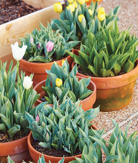 Renee Minirth tulips in containers: Splash color around your garden. Containers are a great way to use up extra bulbs that you didn’t get into the ground in fall or show off those that you snagged at end-of-season clearance sales