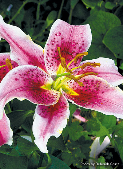 Oriental lily (Lilium ‘Star Gazer’)