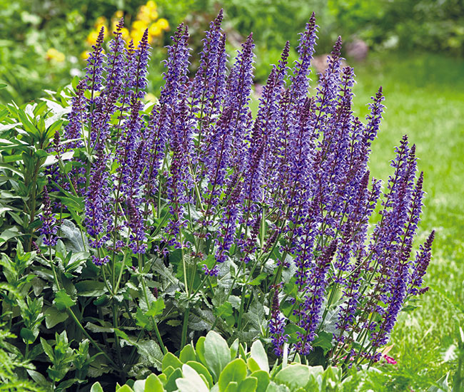 Mealycup sage (Salvia x sylvestris ‘May Night’)