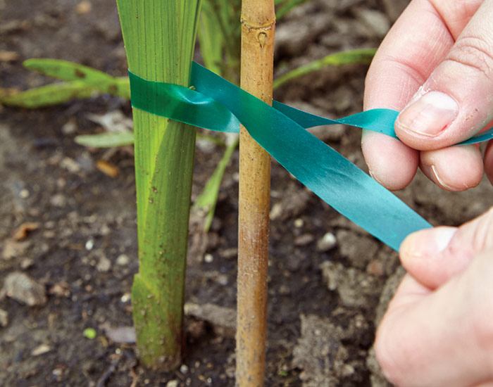 Bamboo poles for garden stakes: Attach the stem with a piece of twine or garden tape, in a figure eight (see inset) so the stake doesn’t rub and cause damage.
