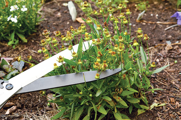 Using hedge shears to deadhead coreopsis: Hedge shears are a great way to cut off a lot of stems all at once.