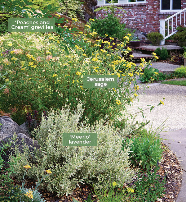 Rebecca Sweet Silver & yellow plant combo: Using the same color with different flower shapes keeps the garden interesting and cohesive. Jerusalem sage’s tubular blooms clustered around each leaf joint are quite different from the ball-shaped drumstick flower, but their similar hue ties the borders together. 