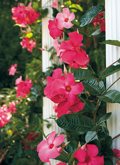 Mandevilla (Mandevilla spp. and hybrids)