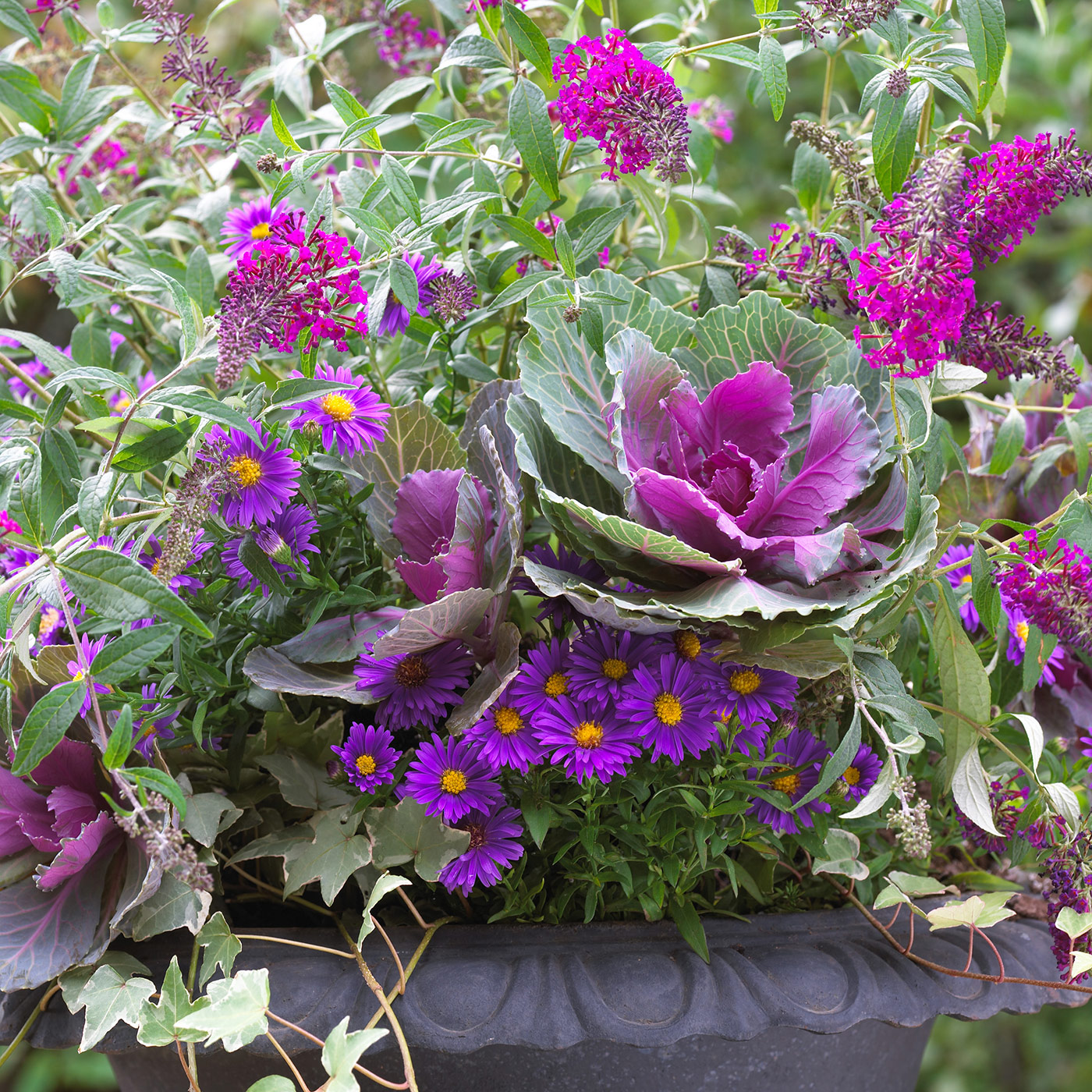 gaek0216 Butterfly container close-up 1400x1400: Butterflies can't resist the colorful butterfly bush and asters in this fall container.