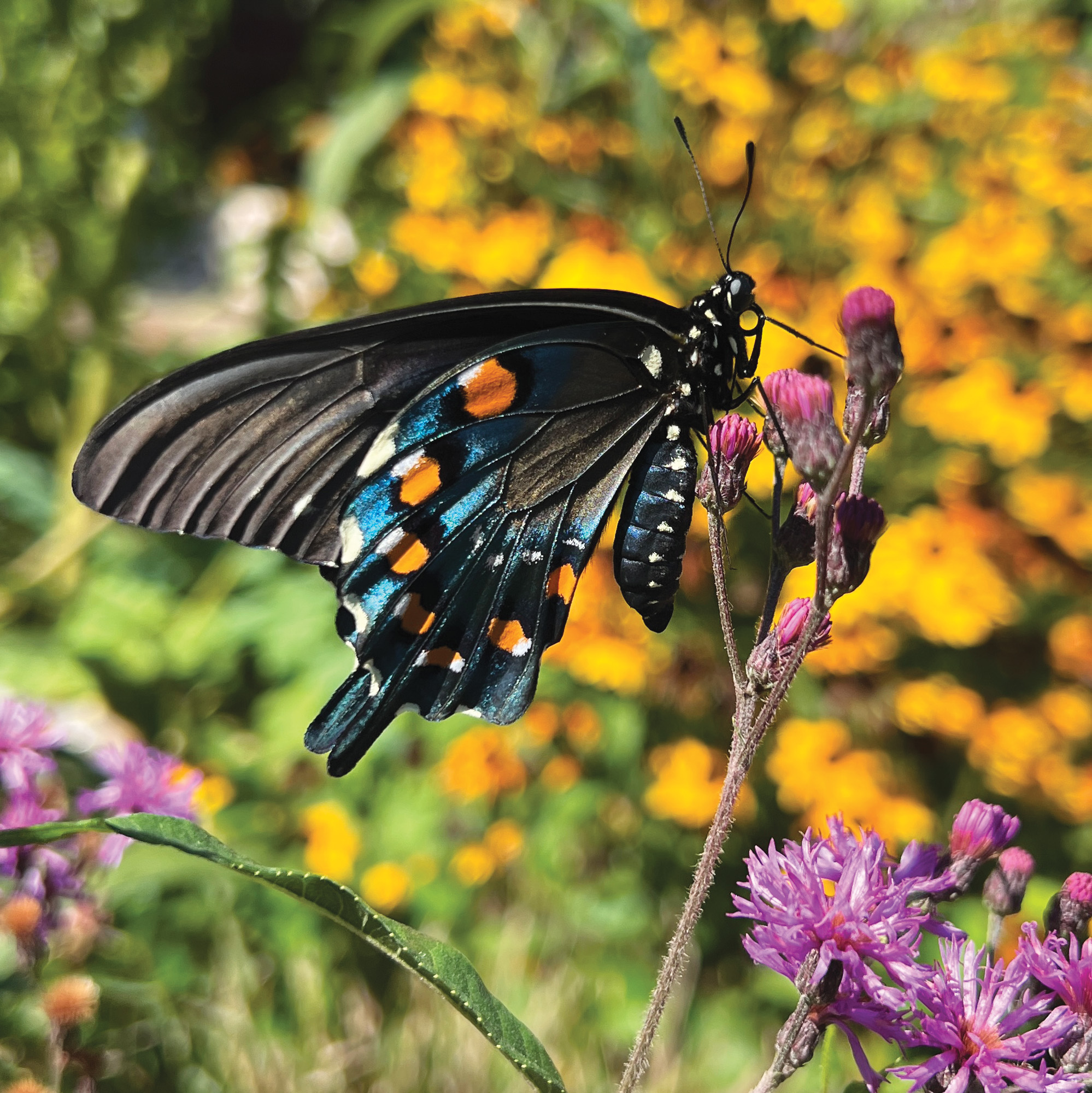 Pipevine swallowtail butterfly courtesy of Joanna Brichetto: Butterfly gardens provide nectar plants for the adults, and host plants for the caterpillars. Here a pipevine swallowtail is feeding on nectar from ironweed (Vernonia spp.). Photo courtesy of Joanna Brichetto