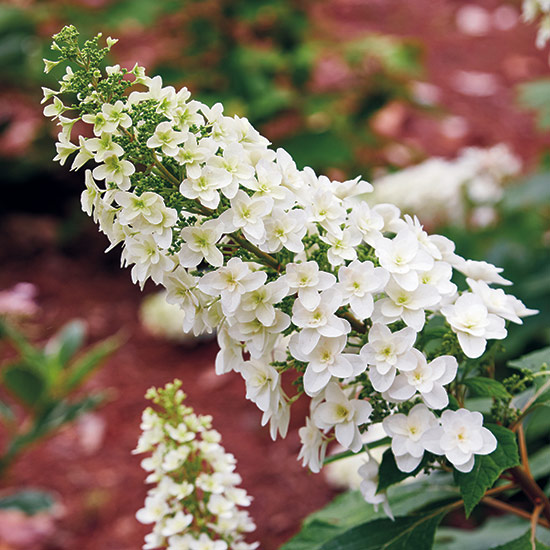 Oakleaf hydrangea  (Hydrangea quercifolia)