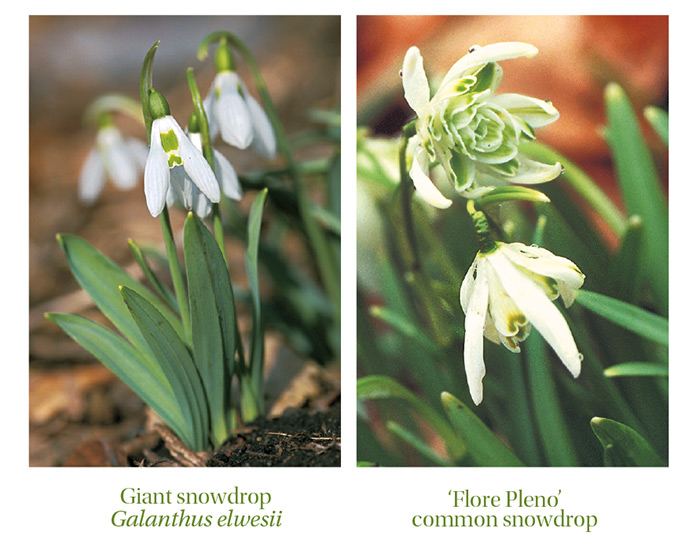 Giant snowdrop & 'Fore Pleno' common snowdrop by Garden Gate magazine: A few giant snowdrop bulbs can form a clump bursting with flowers in just a few years (left). ‘Flore Pleno’ common snowdrop is an antique variety dating back to at least 1731 (right).