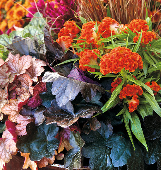 Celosia, Cockscomb, Higyoku Red Stem