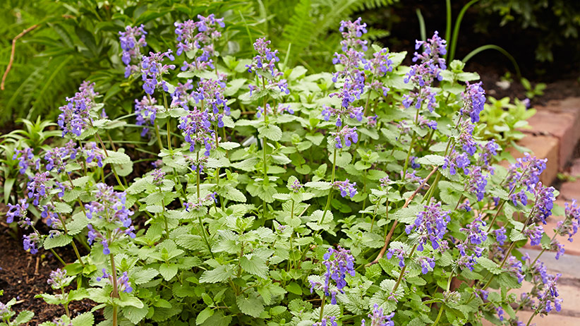 3-ways-to-deadhead-perennials-pv-catmint: Every perennial benefits from a little different deadheading technique. Find out why shearing works best for catmint.