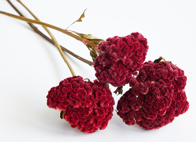 Cockscomb celosia dried bloom: Position flowers at different levels in the bunch you're air drying to help air circulate.