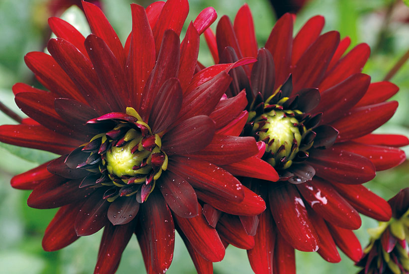 Dahlia (Dahlia ‘Debora Renae’)