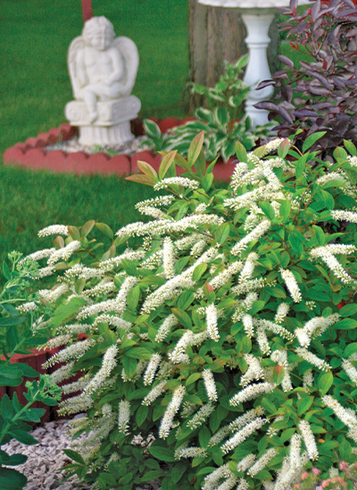 Virginia sweetspire (Itea virginica)