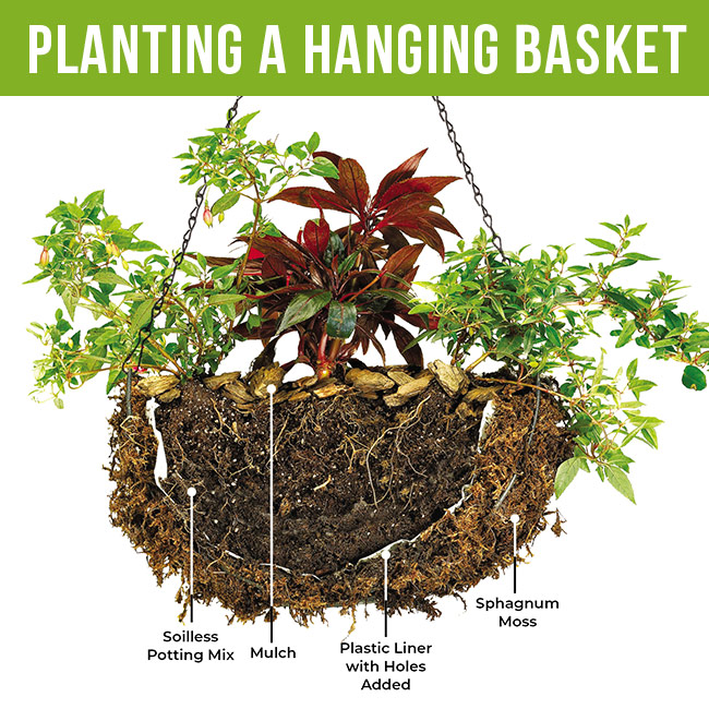 Cutaway of a planted hanging basket