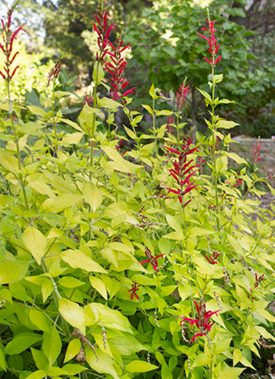 Pineapple sage (Salvia elegans)