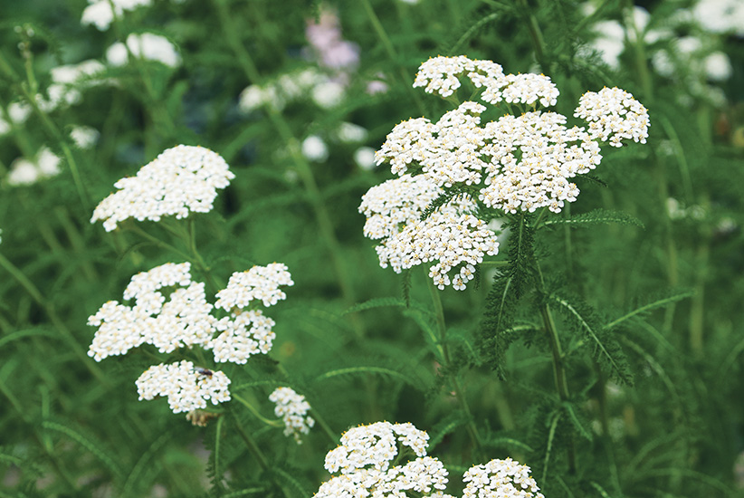 Yarrow (Achillea millefolium)